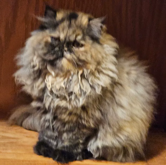 Cindy's Persians Picture 1