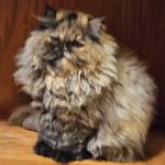 Cindy's Persians