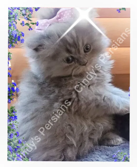 Cindy's Persians Picture 4