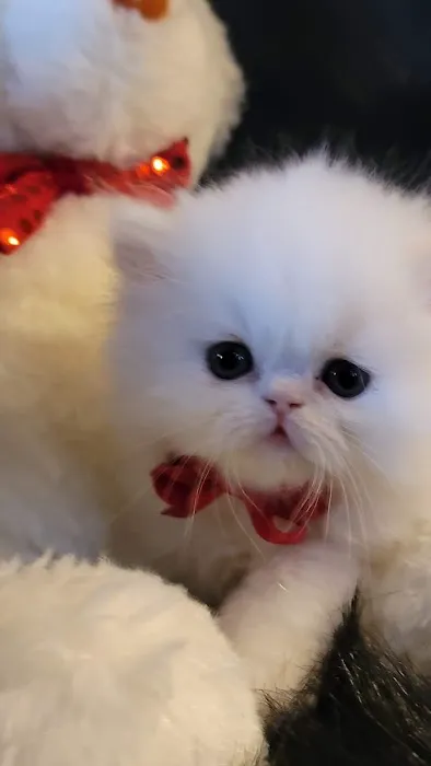 Cindy's Persians Picture 2
