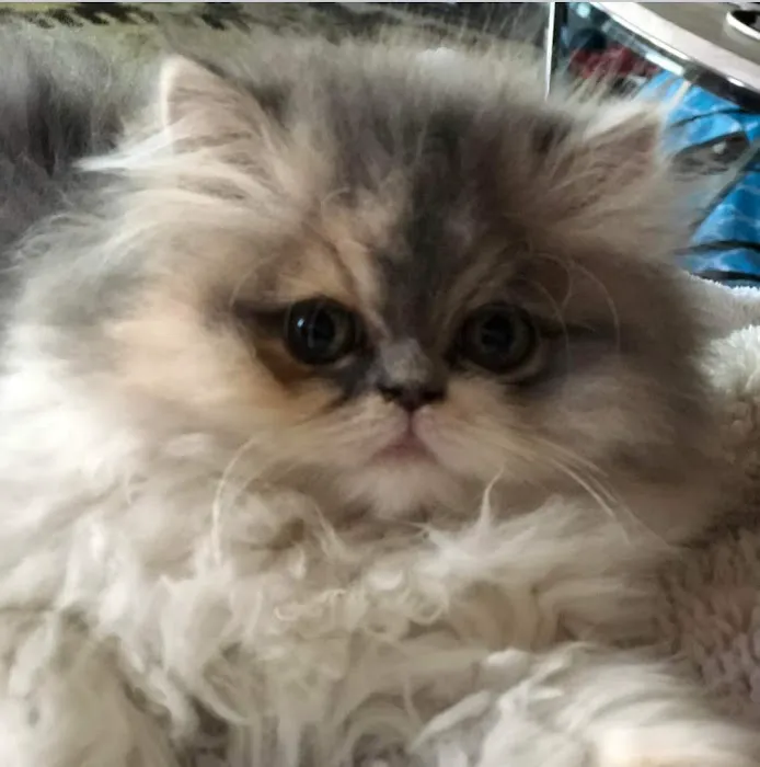 Cindy's Persians Picture 7