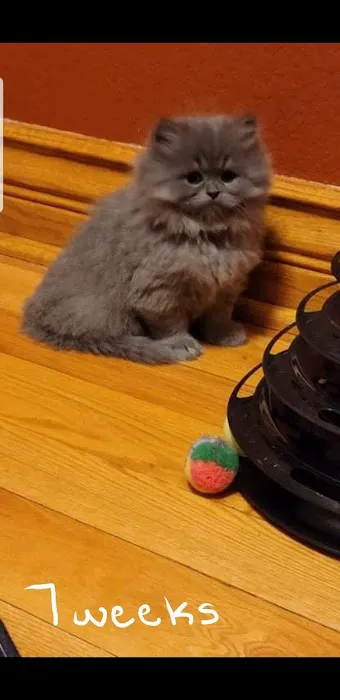 Cindy's Persians Picture 6