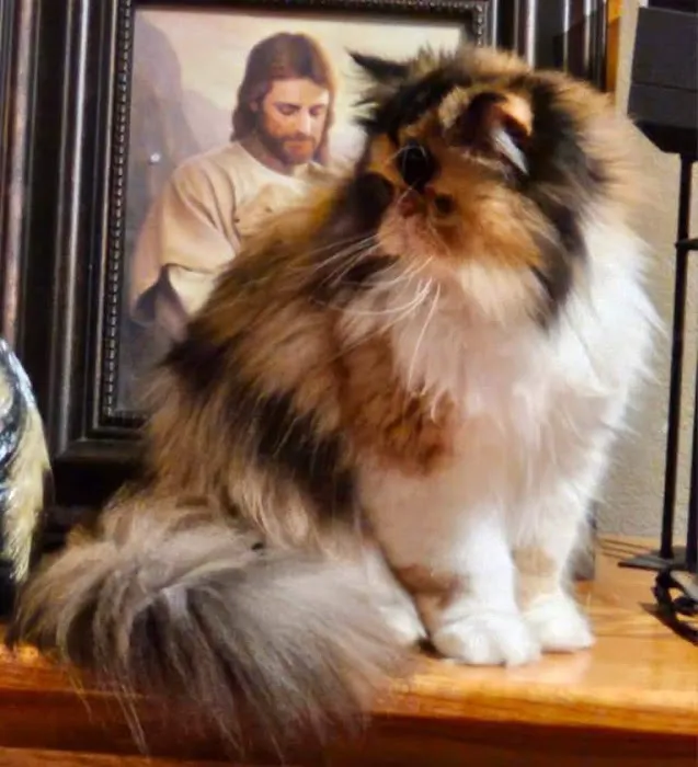 Cindy's Persians Picture 5