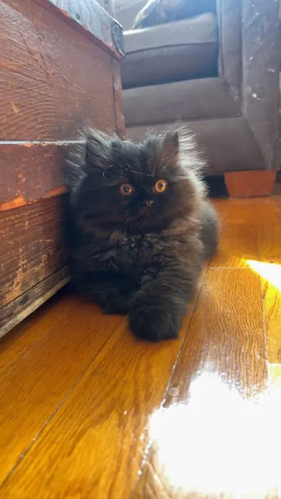 Cindy's Persians Picture 9