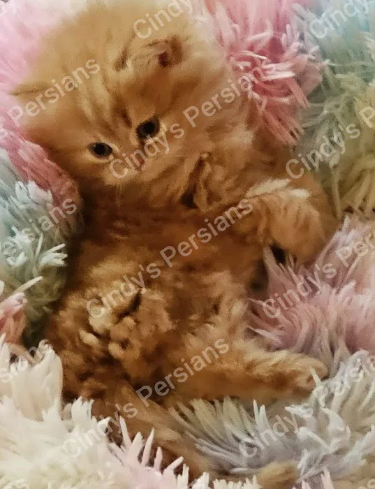 Cindy's Persians Picture 8