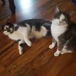 Seneca Veterinary Services