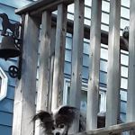 Pelican Rapids Animal Hospital