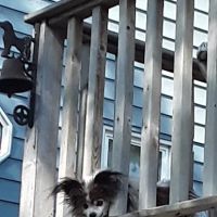 Pelican Rapids Animal Hospital ico