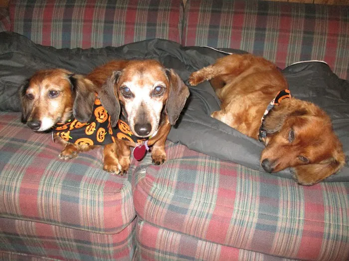 Pelican Rapids Animal Hospital Picture 3