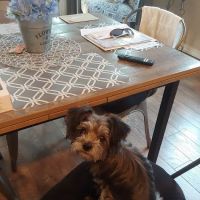 Iron Range Vet Clinic - Aitkin ico
