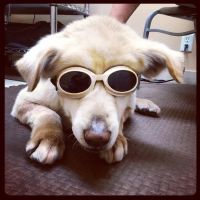 Prelesnik Animal Hospital ico