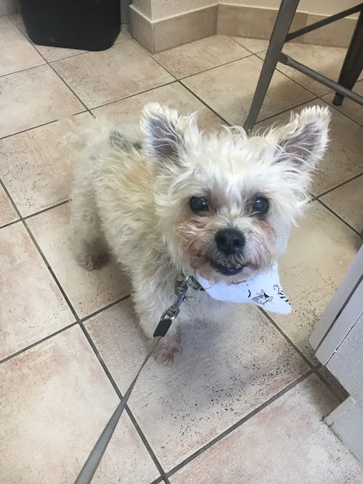 Prelesnik Animal Hospital Picture 5