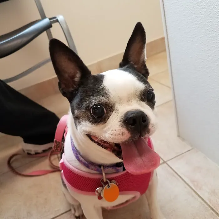 Prelesnik Animal Hospital Picture 7