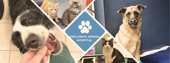 Prelesnik Animal Hospital Picture 8