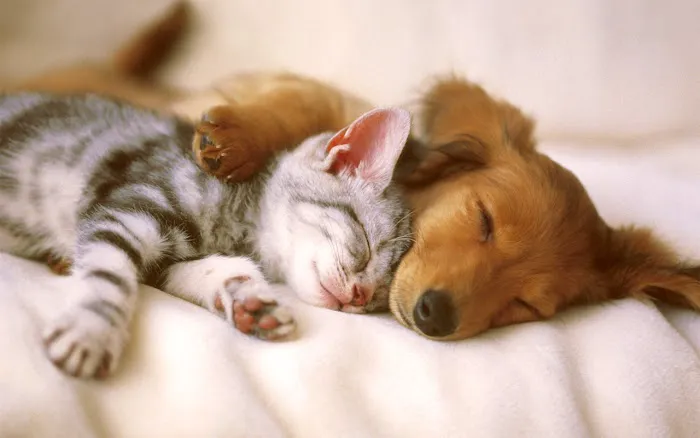 Prelesnik Animal Hospital Picture 9