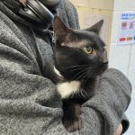 Haven Animal Hospital