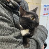 Haven Animal Hospital ico