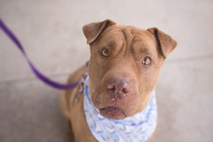Haven Animal Hospital Picture 10