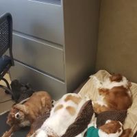 Lifetime Veterinary Care ico