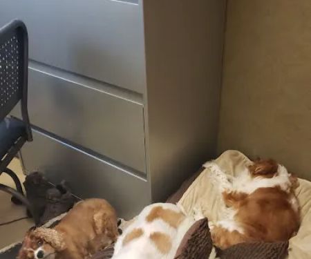 Lifetime Veterinary Care