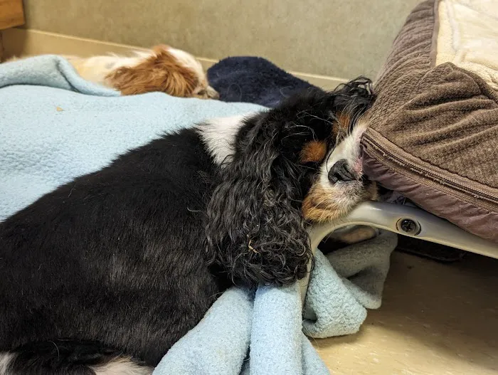 Lifetime Veterinary Care Picture 3