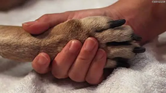 Robbins Road Animal Clinic Picture 9