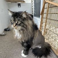 Country Veterinary Clinic ico