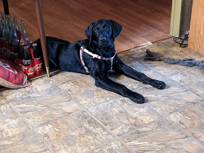 Country Veterinary Clinic Picture 7