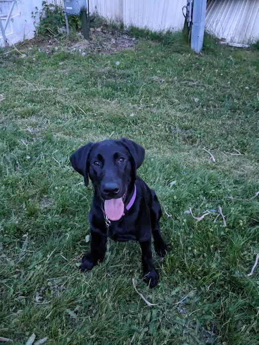 Country Veterinary Clinic Picture 8