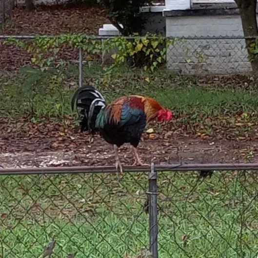 Springwood Veterinary Clinic Picture 1