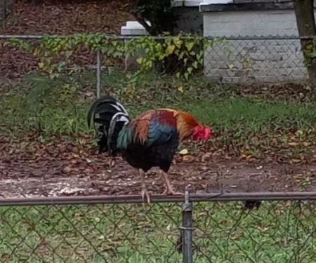 Springwood Veterinary Clinic