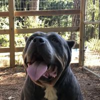 Oak Hill Animal Hospital ico