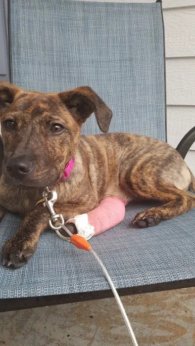 Oak Hill Animal Hospital Picture 10