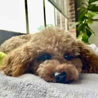 Treehouse Animal Clinic ico
