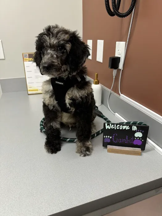 GoodVets West Buckhead Picture 3