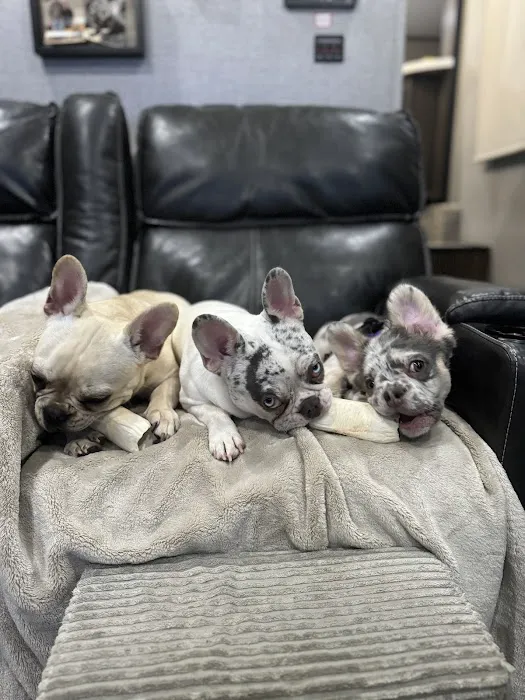 Westside Village Animal Hospital Picture 4