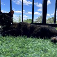 Banfield Pet Hospital ico