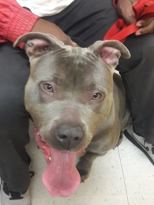 Banfield Pet Hospital Picture 9