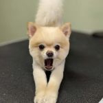 New Georgia Animal Hospital