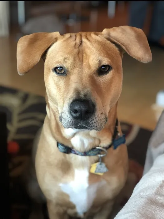 New Georgia Animal Hospital Picture 5
