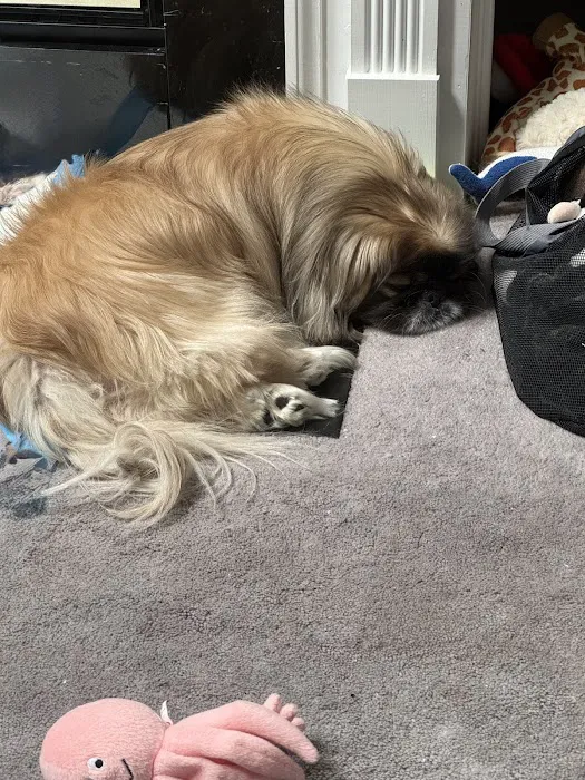 Westside Animal Emergency Clinic Picture 9