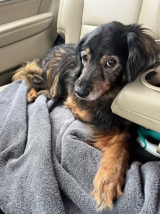 Westside Animal Emergency Clinic Picture 10