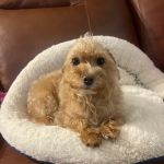 Douglasville Veterinary Hospital