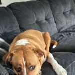 Banfield Pet Hospital