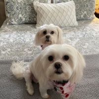 Kay Animal Hospital ico