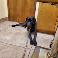 Hwy 5 Animal Hospital ico