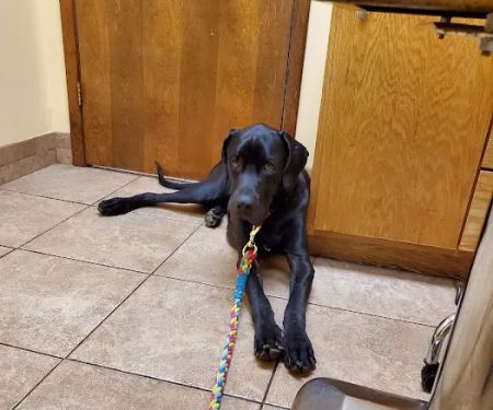 Hwy 5 Animal Hospital