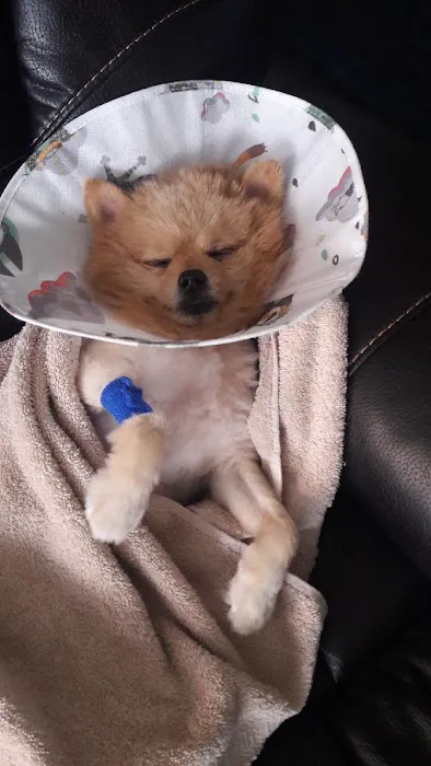 VCA Midtown Animal Hospital Picture 2