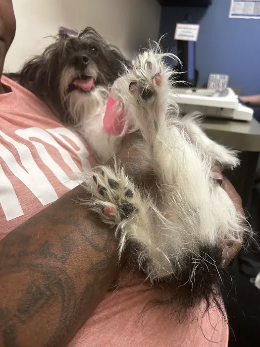 VCA Midtown Animal Hospital Picture 4