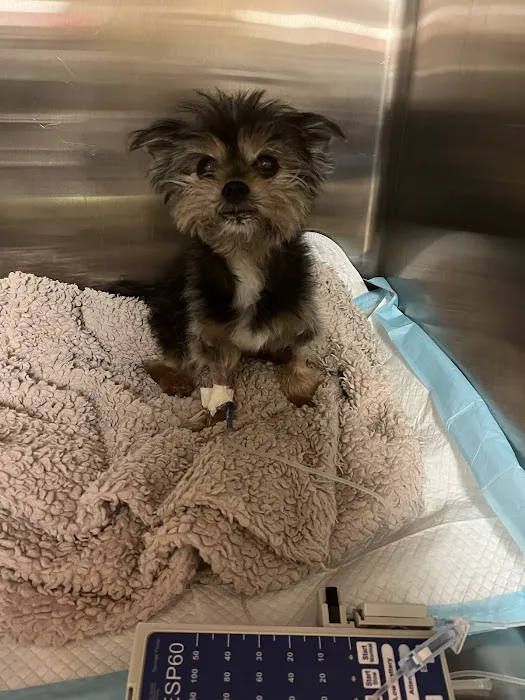 VCA Midtown Animal Hospital Picture 5